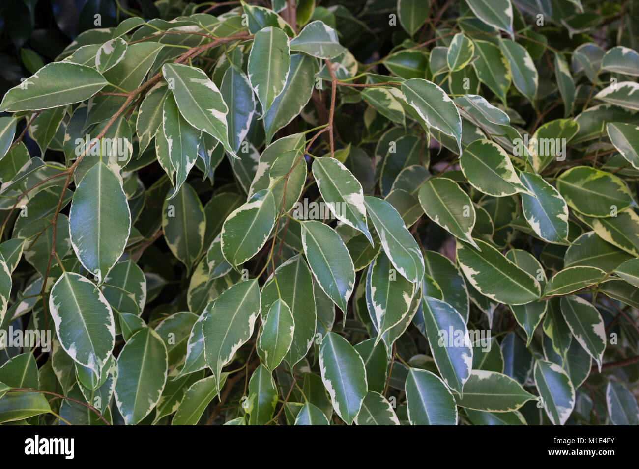 Ficus benjamina "Twilight" Foto Stock