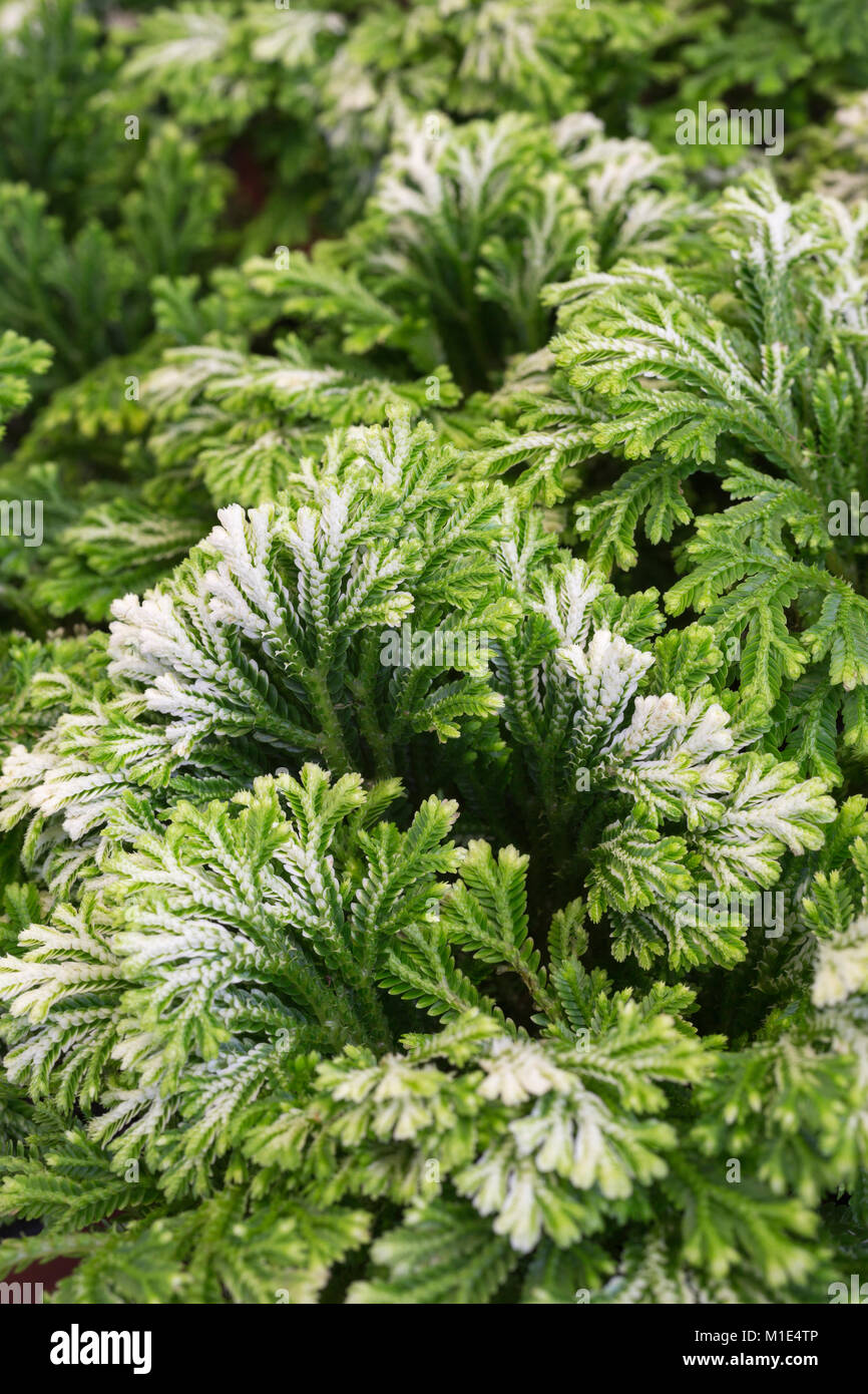 Selaginella martensii Foto Stock