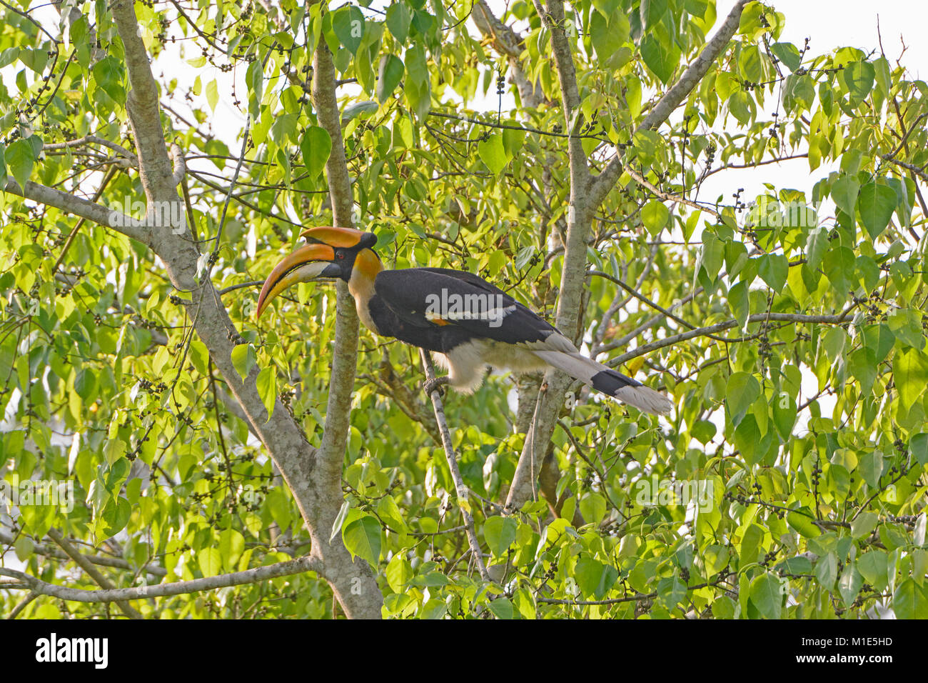Grande Hornbill in una struttura ad albero in Karizanga National Park in India Foto Stock