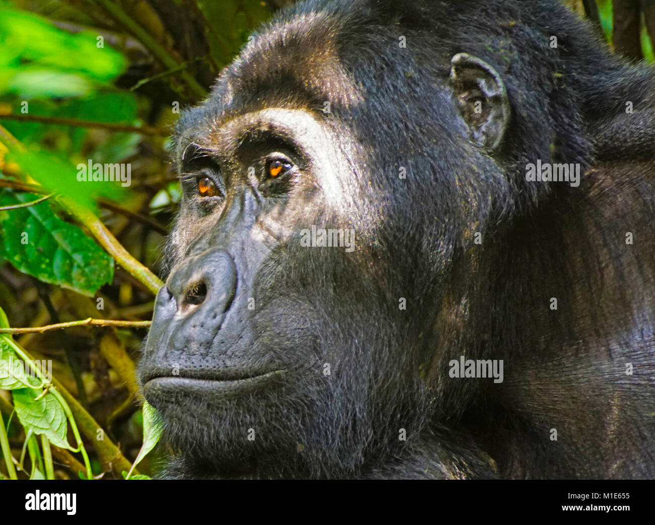 Silverback gorilla di montagna in Impenerable Bwindi National Park, Uganda. Foto Stock