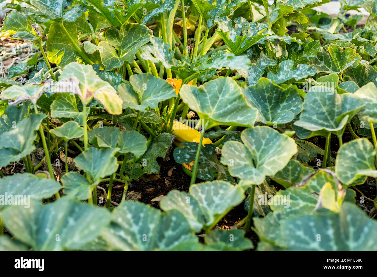 Zucchine dorate che cresce in backyard veggie patch con zucche Foto Stock