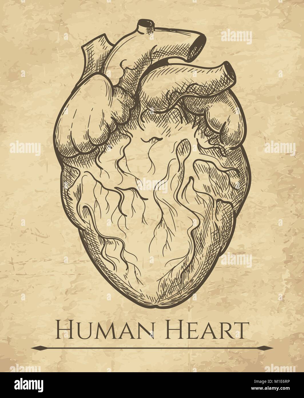 Cuore umano sketch. Cuore anatomico organo disegno di attacco, medico retrò  anatomica del muscolo cardiaco incisione illustrazione vettoriale Immagine  e Vettoriale - Alamy