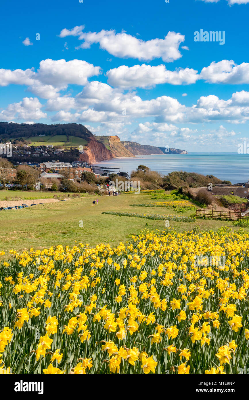 Inghilterra Devon Sidmouth 31 marzo, 2016 primavera bellissima vista di questa famosa località balneare che mostra i narcisi in primo piano e le rocce rosse di Foto Stock