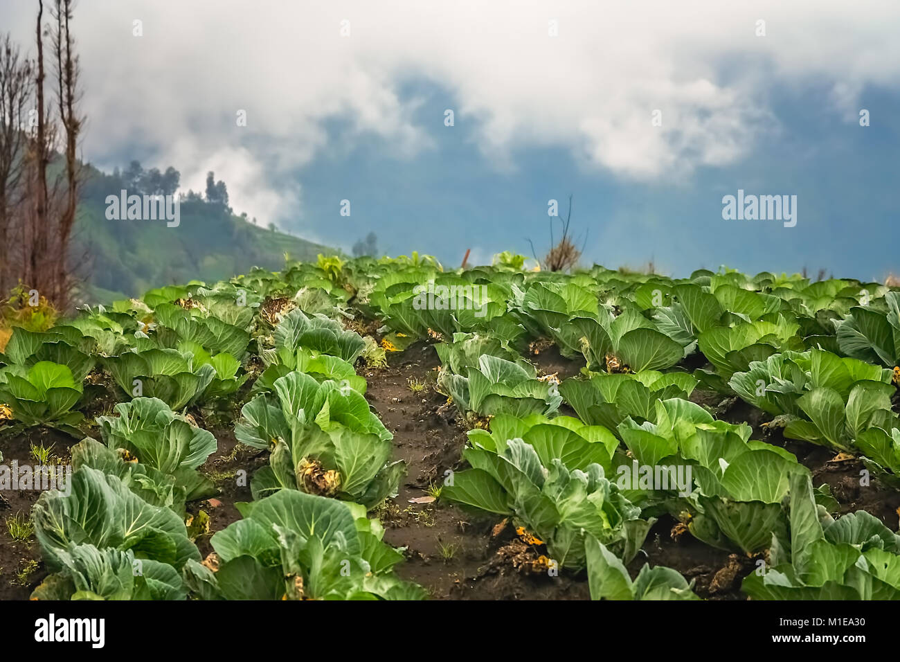 Righe di cavolo che cresce in un campo in un fertile terreno vulcanico su un altopiano Gunung Bromo vicinanza, Java, Indonesia Foto Stock