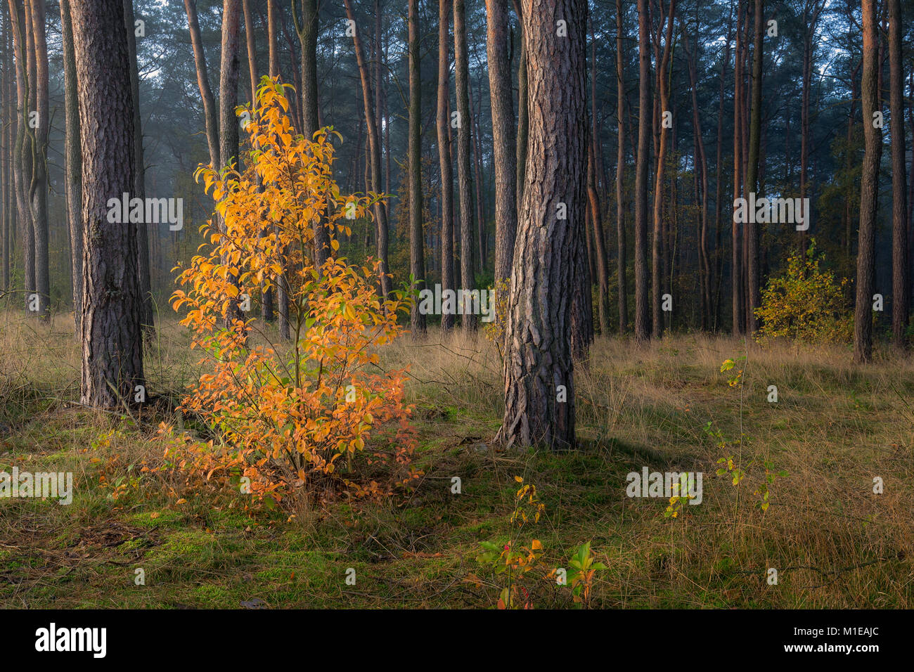 Lonely autumn tree con il rosso e il giallo di foglie in piedi nella foresta piena di verde di pini nella foschia mattutina Foto Stock