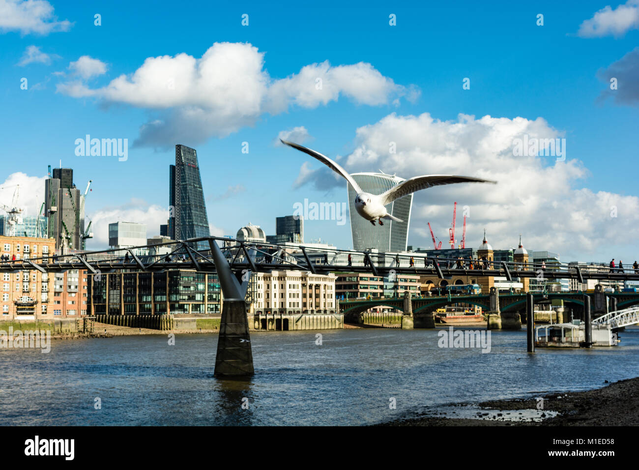 Un gabbiano vola lungo la riva sud vicino al Millennium Bridge, occultato parzialmente il Fenchurch St walkie talkie edificio, lo skyline di Londra Foto Stock