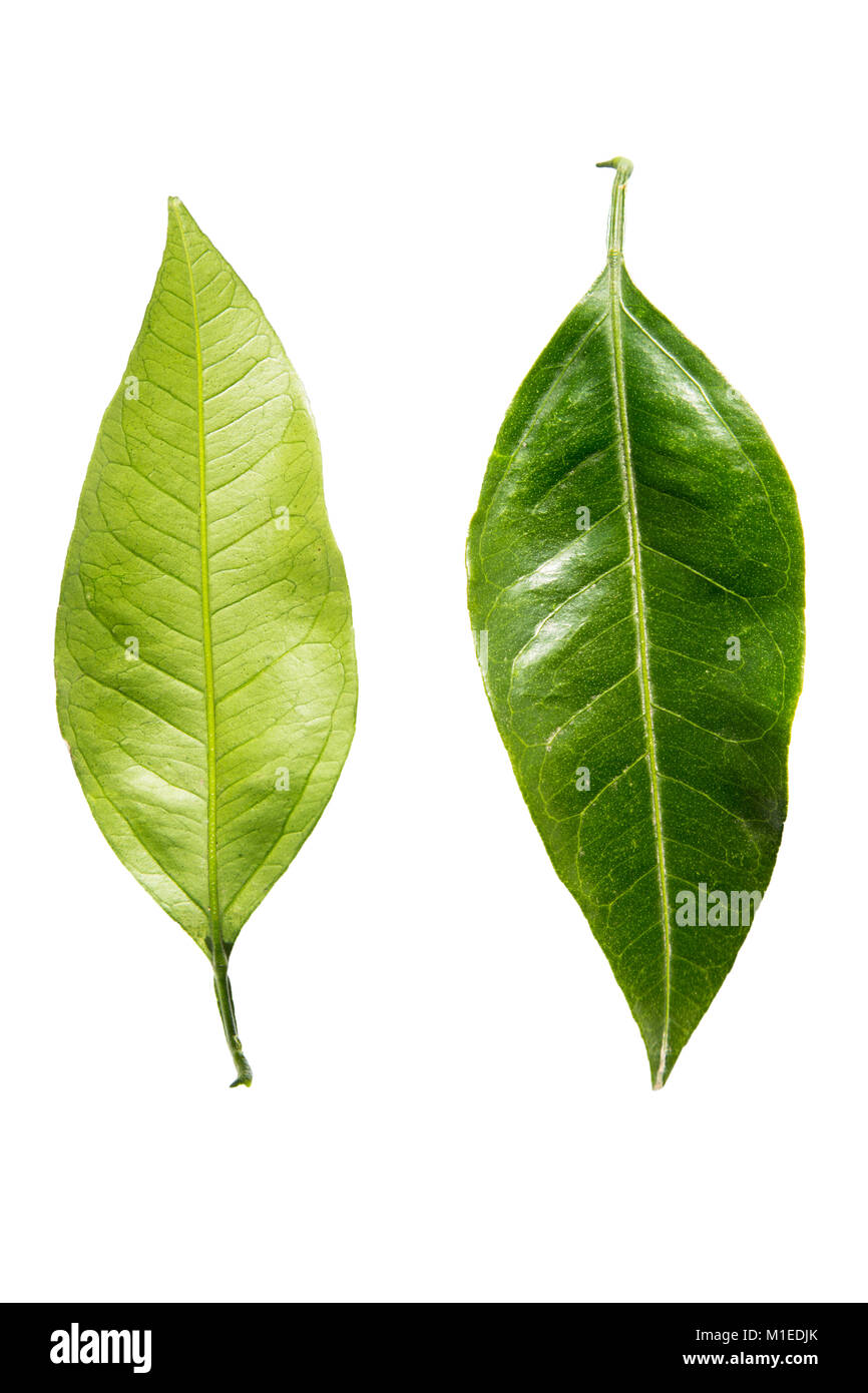Questo verde foglia di mandarino strappato nel giardino in Georgia Foto Stock