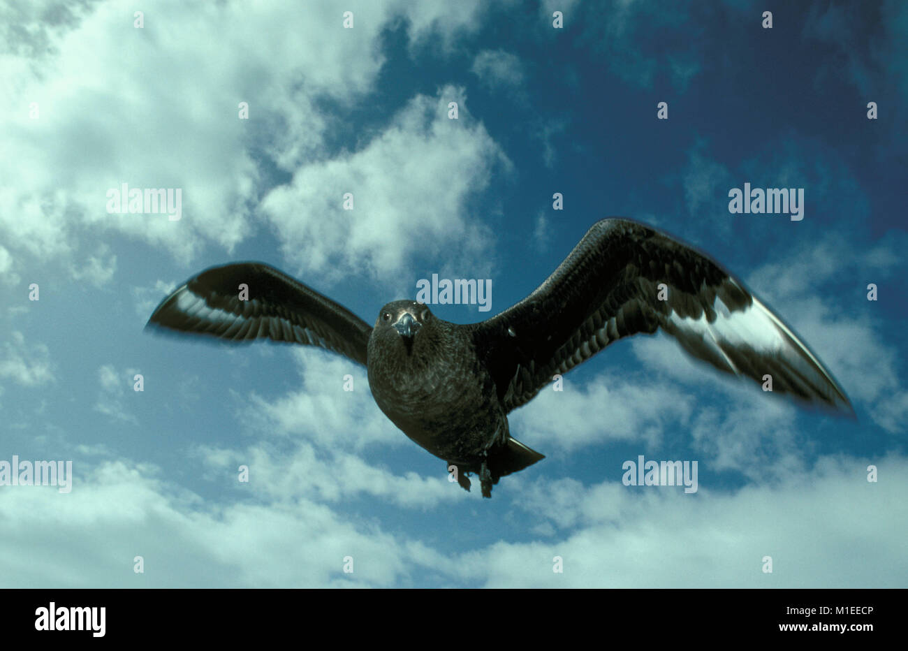L'Islanda. Hofn. Grande Skua. Volare. Foto Stock