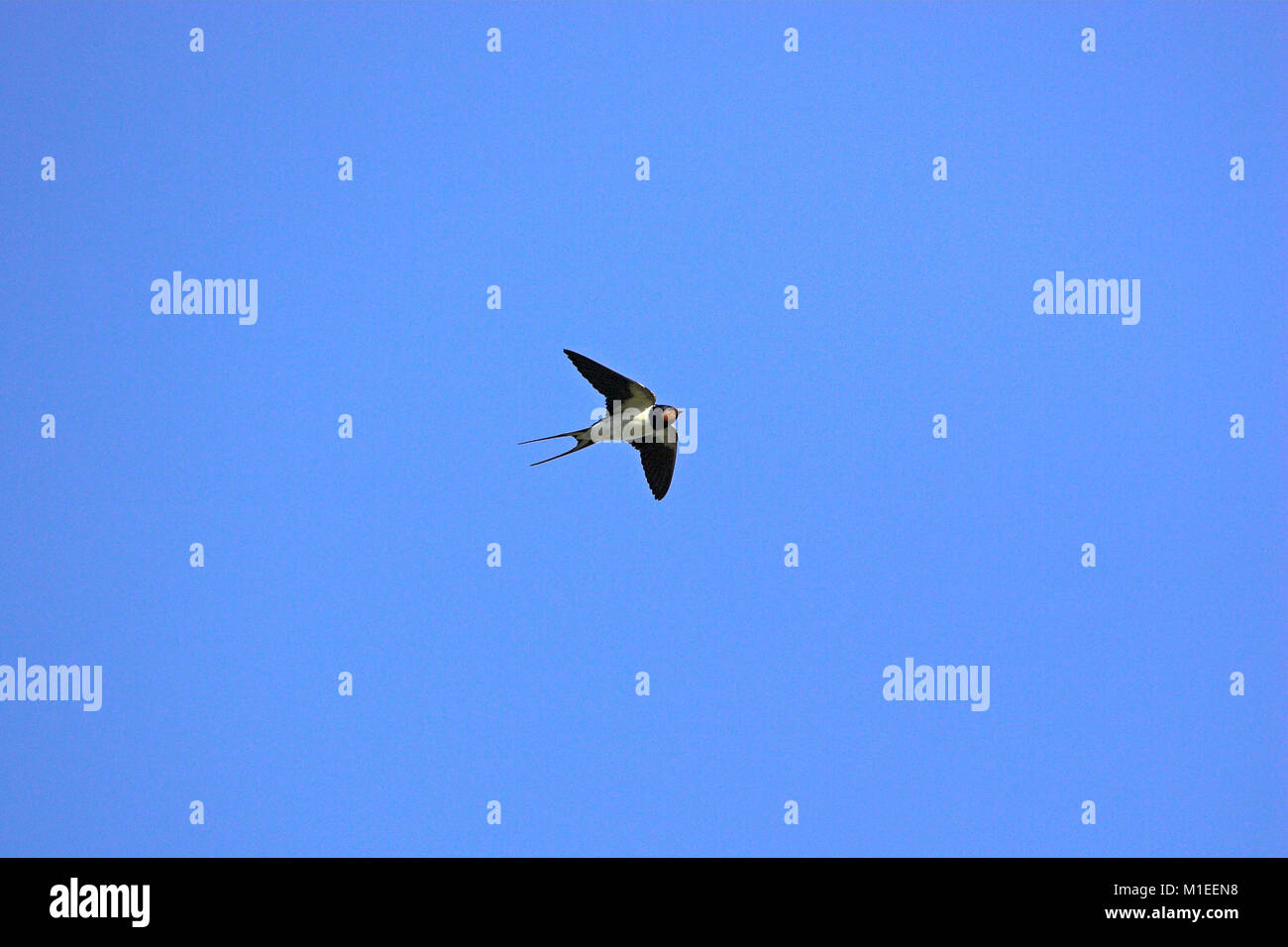 Barn swallow Hirundo rustica sulla migrazione Corsica Francia Foto Stock