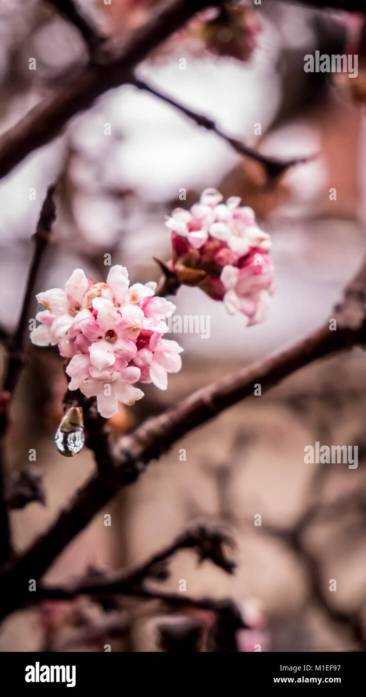 Fine di fiori di ciliegio e un enorme raindrop hanging off i fiori. Foto Stock