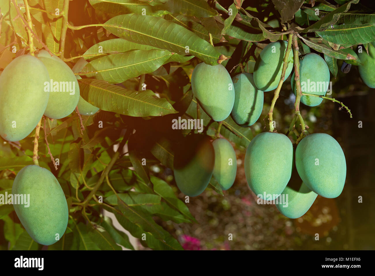 Pulire green mango frutti su albero sulla giornata di sole. Il Mango Tree garden Foto Stock