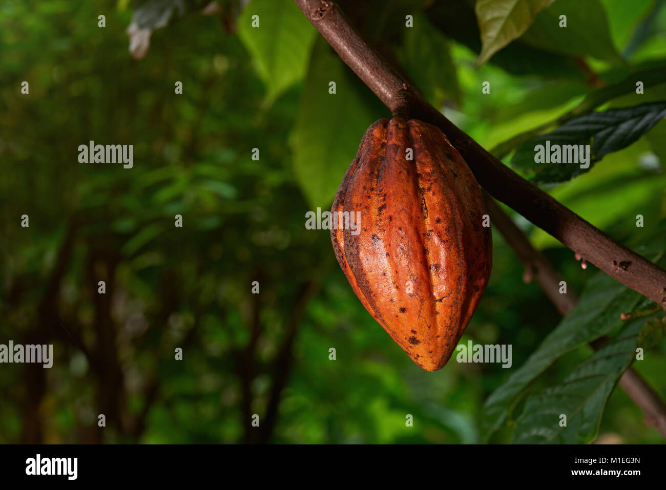 Giallo bean di cacao appendere su tree . Macro di cacao naturale pod Foto Stock