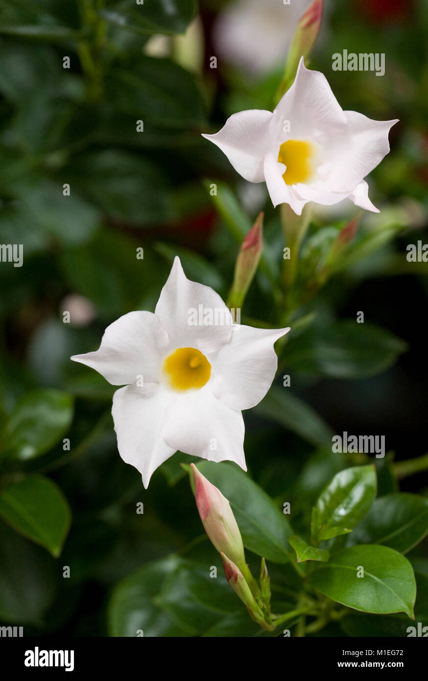 Mandevilla 'Pearl' Fiore. Foto Stock