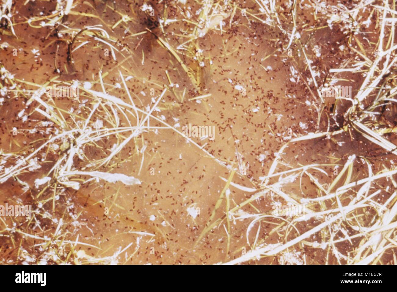 Antenna fotografia di close-up di mosquito pupe (fase tardiva larve) in acqua di vegetazione, preso come parte di un procedimento di indagine nel vettore di malattie, Albany County, Wyoming 1976, 1976. Immagine cortesia CDC. () Foto Stock