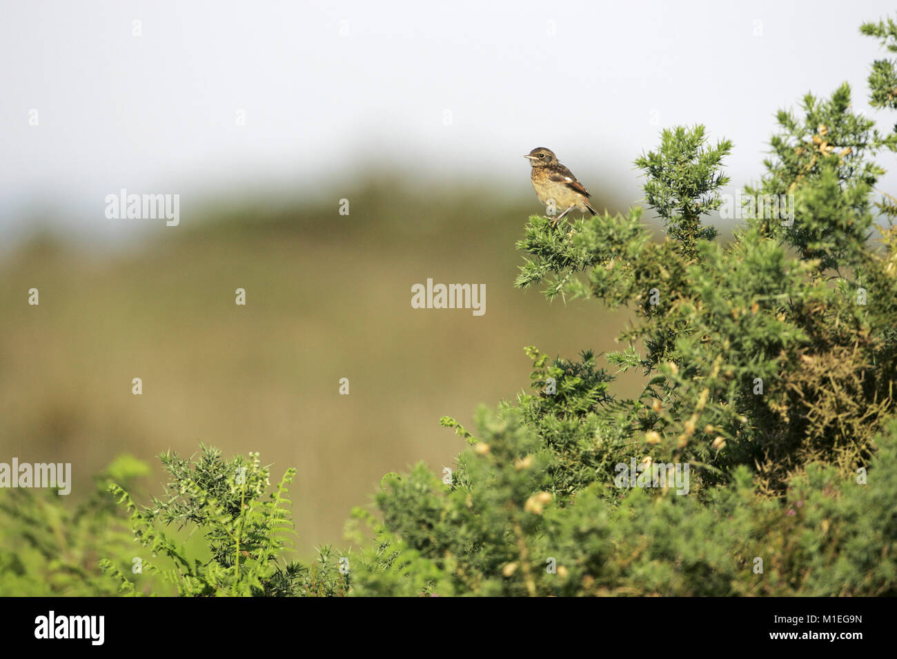 Stonechat comune Saxicola torquata recentemente sviluppato sul novellame gorse bush New Forest National Park Hampshire Inghilterra Foto Stock