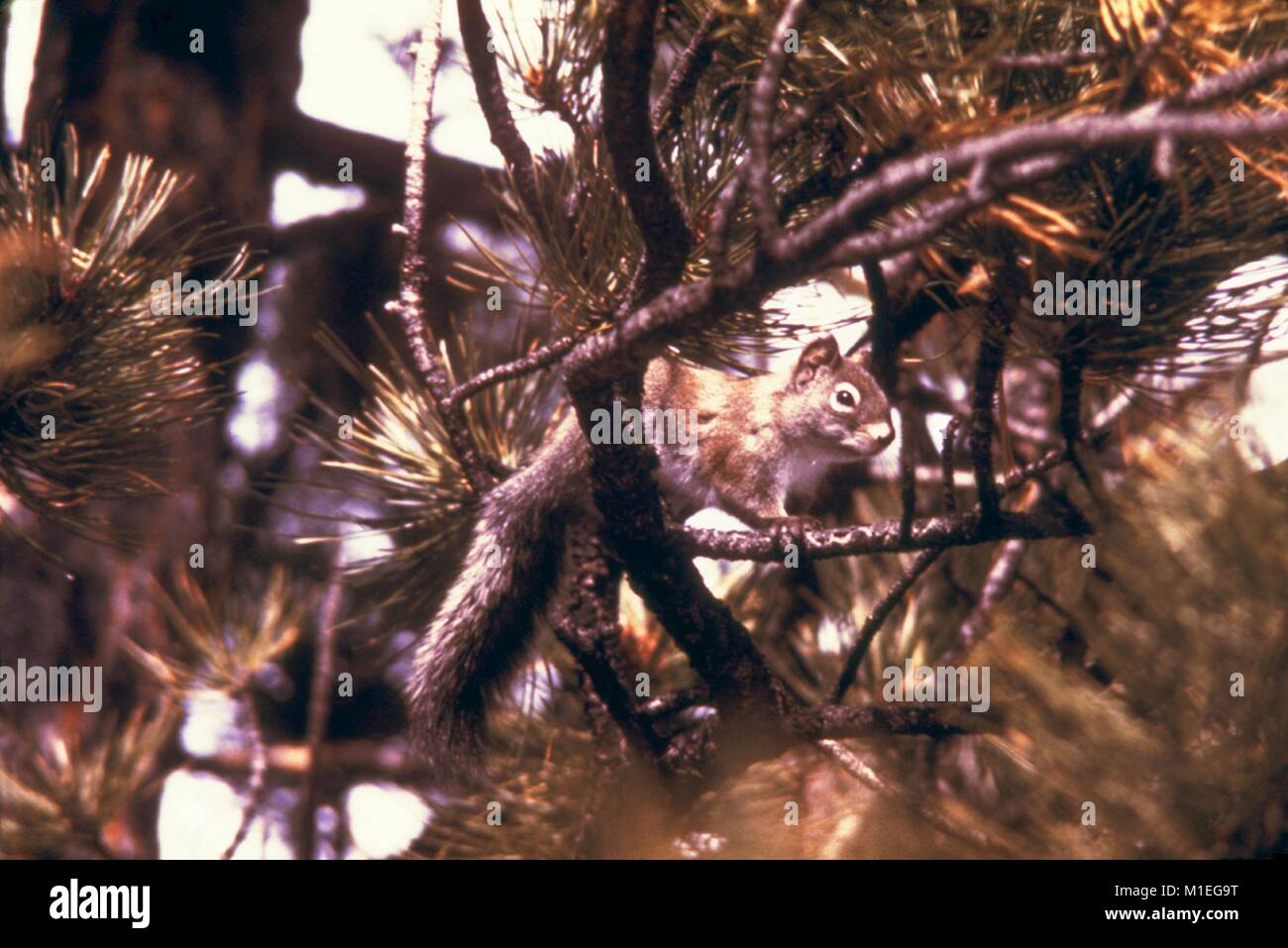 Pine Squirrel su un ramo, la peste e la febbre da zecca studio, Estes Park, Colorado, 1975. Immagine cortesia di centri per il controllo delle malattie (CDC). () Foto Stock