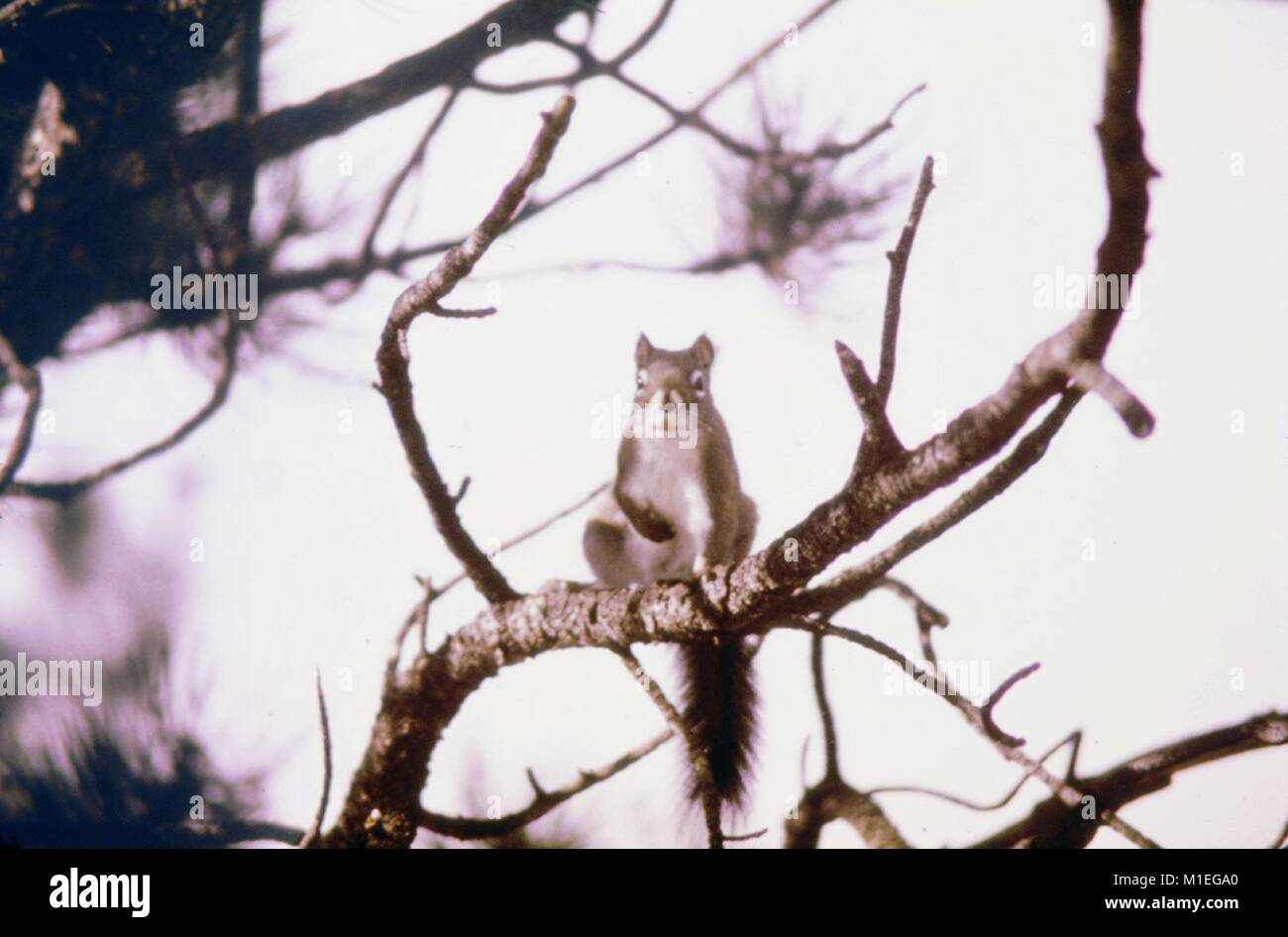 Pine Squirrel su un ramo, la peste e la febbre da zecca studio, Estes Park, Colorado, 1975. Immagine cortesia di centri per il controllo delle malattie (CDC). () Foto Stock