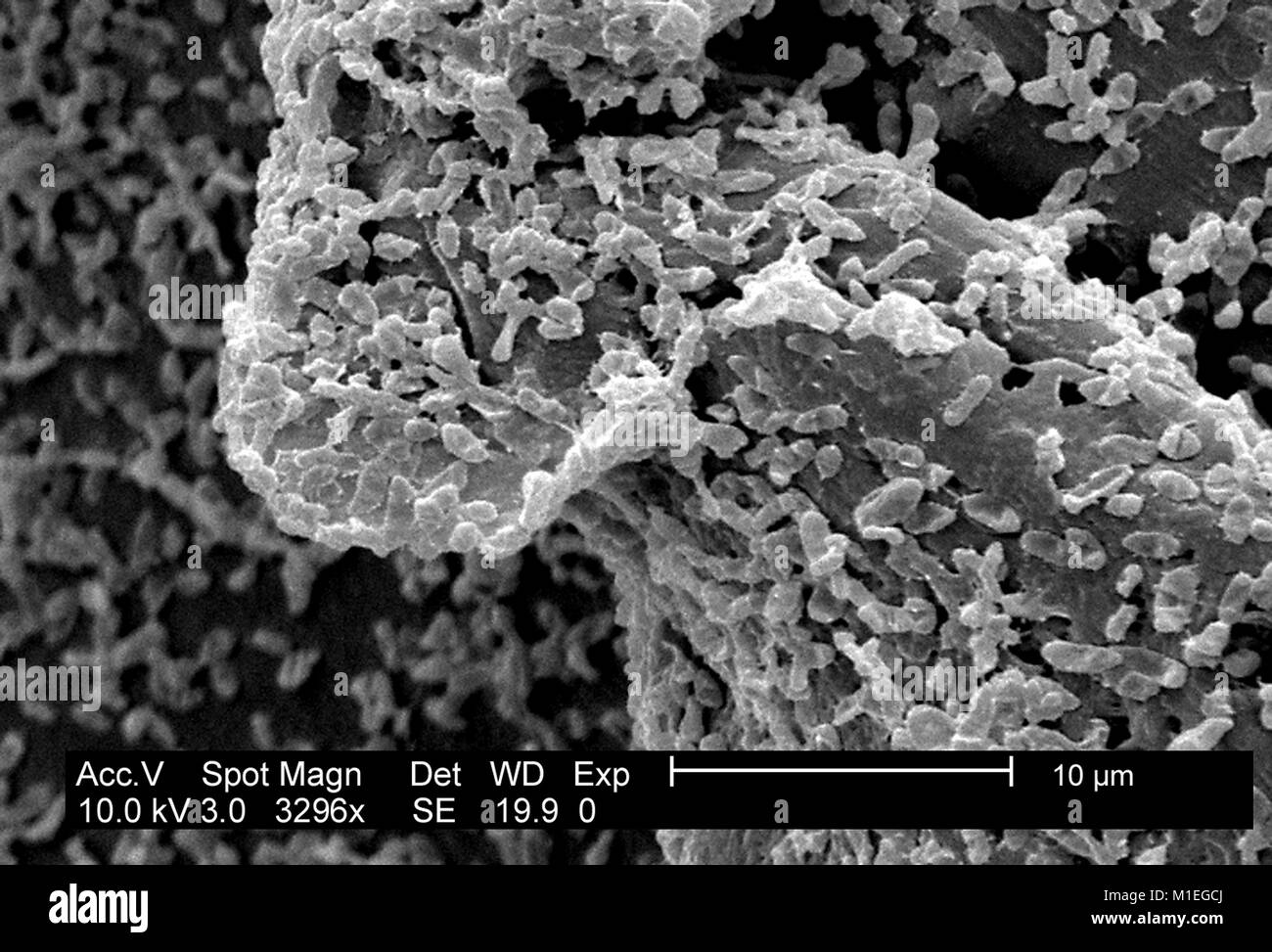 Micrografia SEM di P.mirabilis (ATCC 29906) biofilm, una colonia batterica cresciuto su un PC (policarbonato) superficie usando un CDC biofilm reattore, 2003. Immagine cortesia CDC/CDC, Laboratorio di biofilm, DHQP, Chelsea Samaniego Meltzer. () Foto Stock
