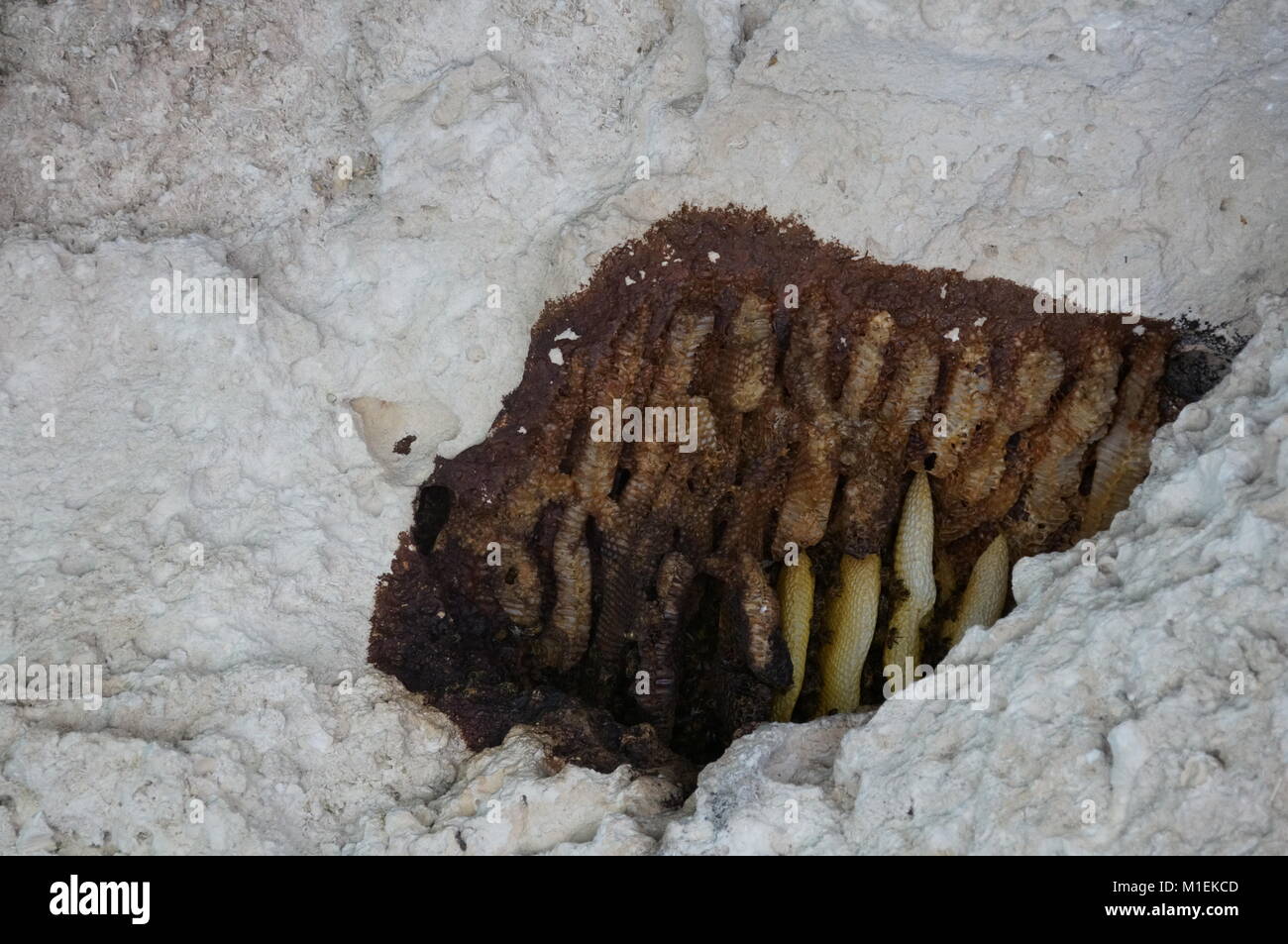 Alveare appeso alla parete cavetop nel Umpherston Dolina a Mount Cambier Foto Stock