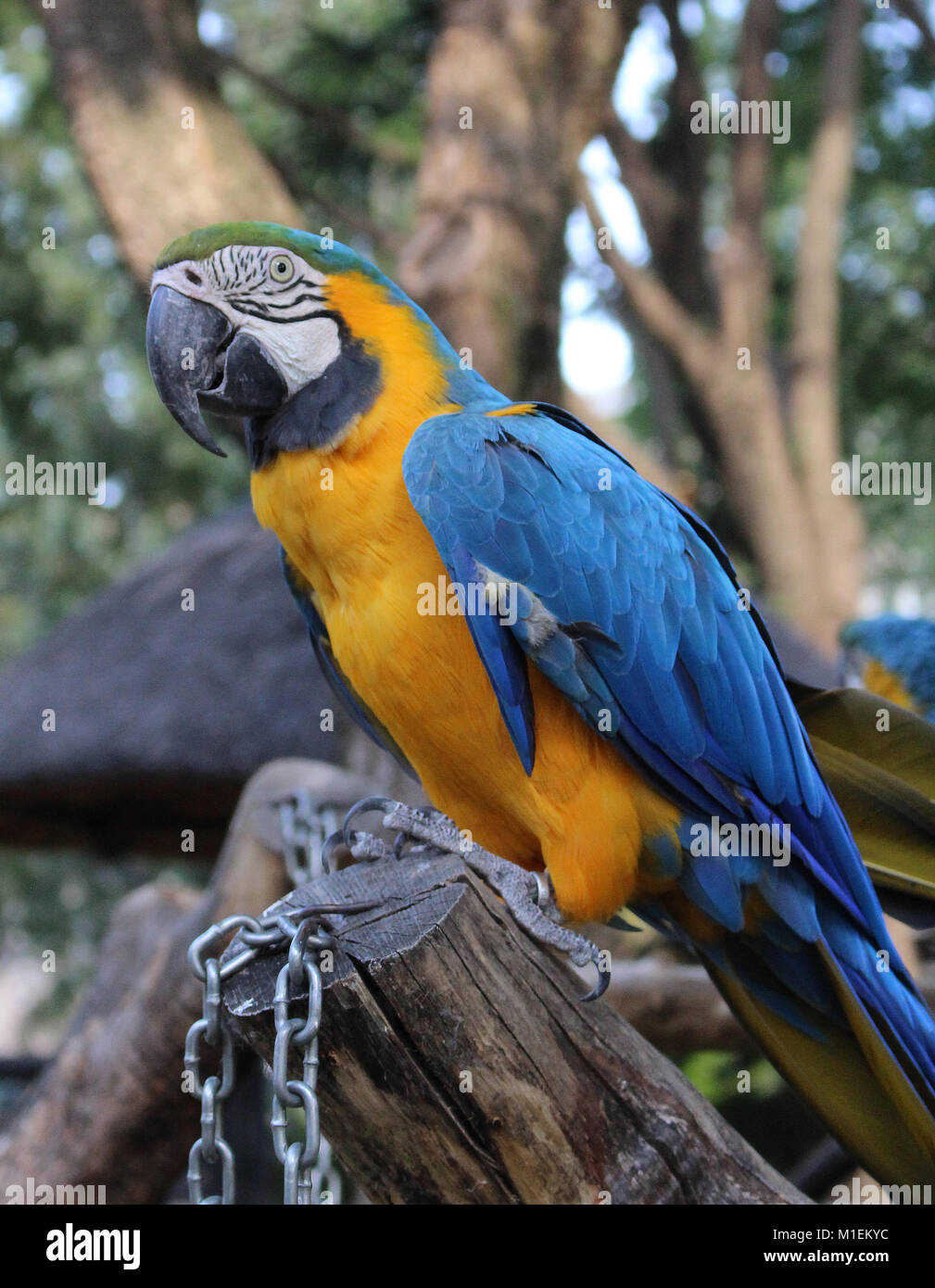 Blu-giallo Macaw (Ara ararauna) Foto Stock