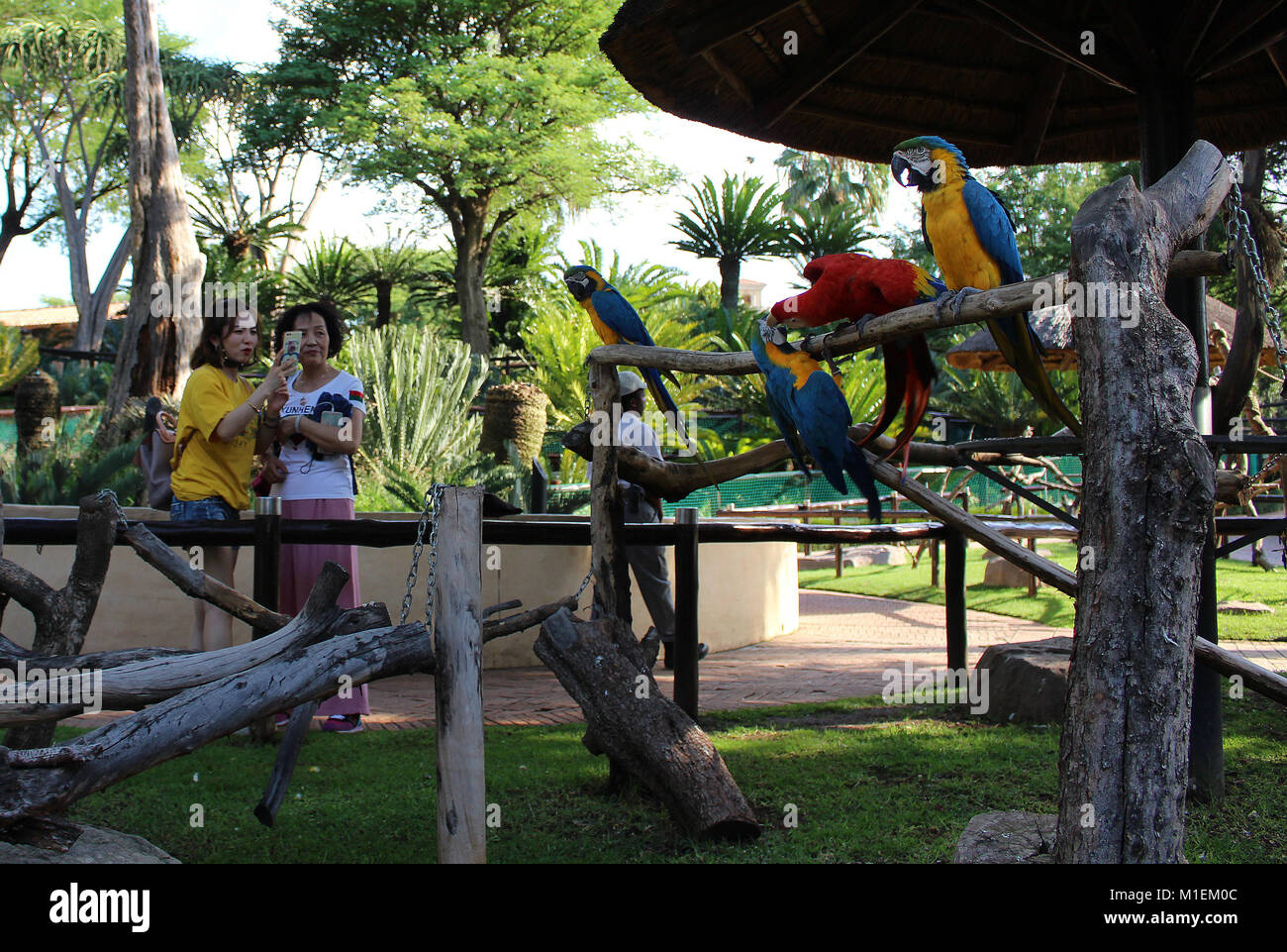 Ai visitatori la visione di macaws al parco degli uccelli del Monte Casino, Sud Africa Foto Stock