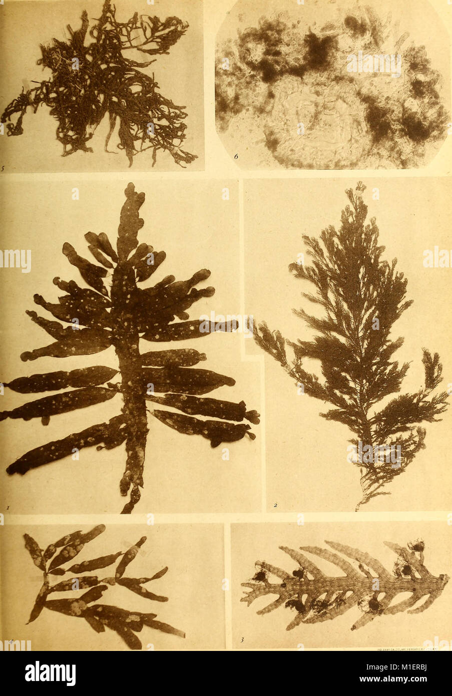 Alghe di Australia, in Tasmania e Nuova Zelanda raccolte dal rev. dott. Giuseppe Capra nel 1908-1909 (1922) (17923590426) Foto Stock