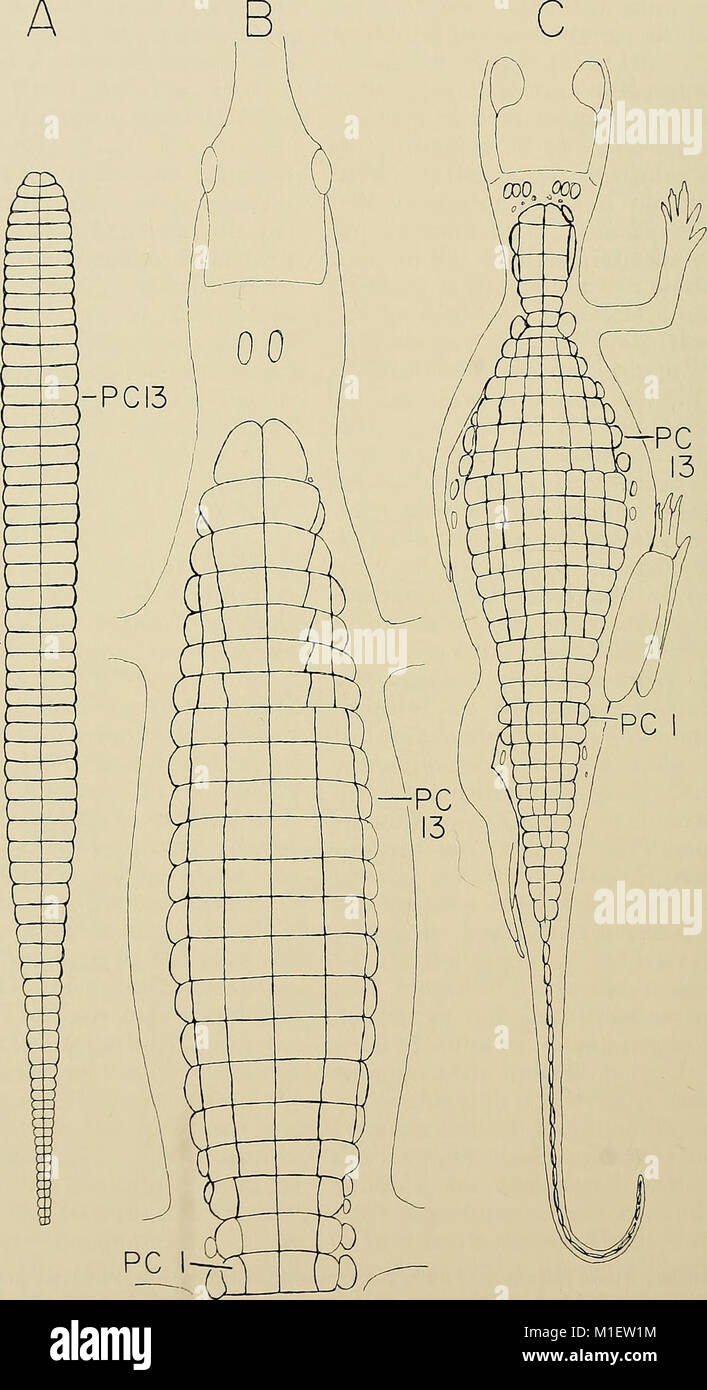 Avanza in herpetology e la biologia evolutiva - Saggi in onore di Ernest E. Williams (1983) (17936288312) Foto Stock