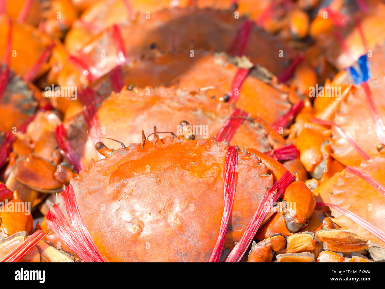 Close up di granchio cotto. Foto Stock