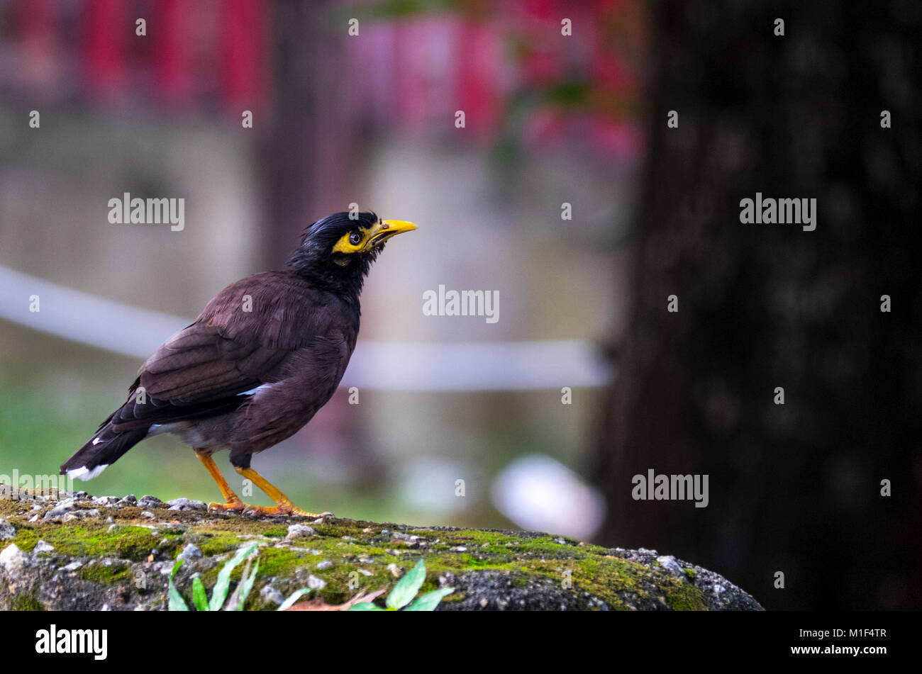 Piccolo uccello marrone giocando nel terreno Foto Stock