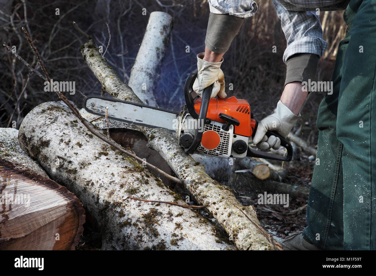 Lumberjack utilizzando una motosega il taglio di grande albero durante  l'autunno close up Foto stock - Alamy
