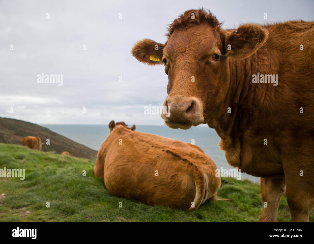 Un marrone mucca guarda quizzically alla fotocamera. Foto Stock