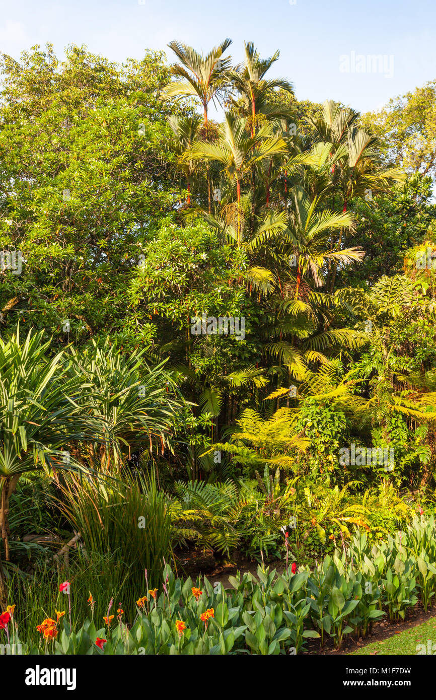 Una profusione di piante e alberi tropicali in Singapore Botanic Gardens. Foto Stock