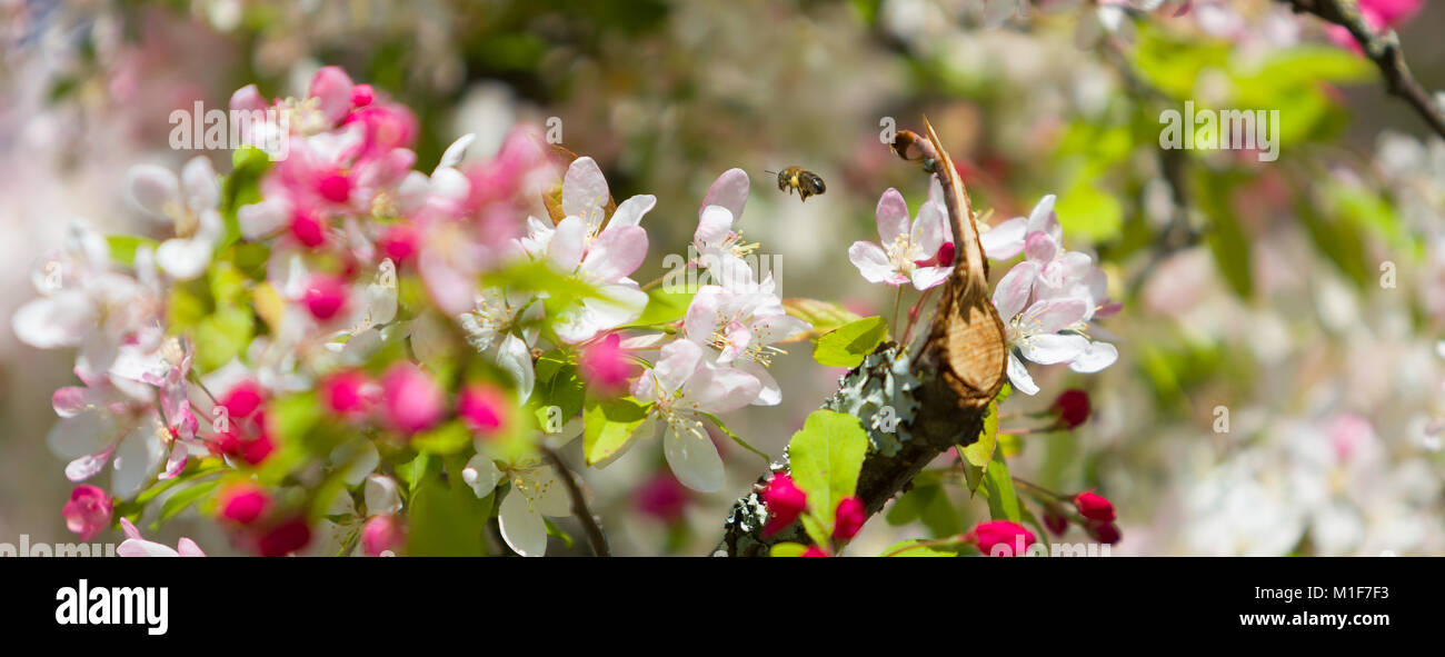Un'Ape raccoglie il polline dei fiori di un fiore di ciliegio albero. Foto Stock