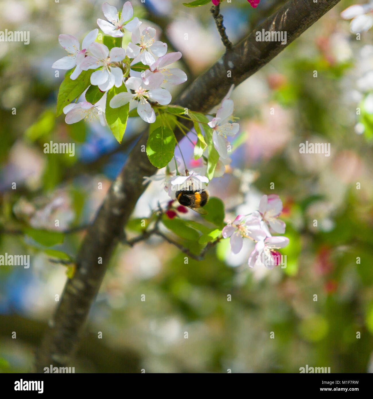 Un'Ape raccoglie il polline dei fiori di un fiore di ciliegio albero. Foto Stock