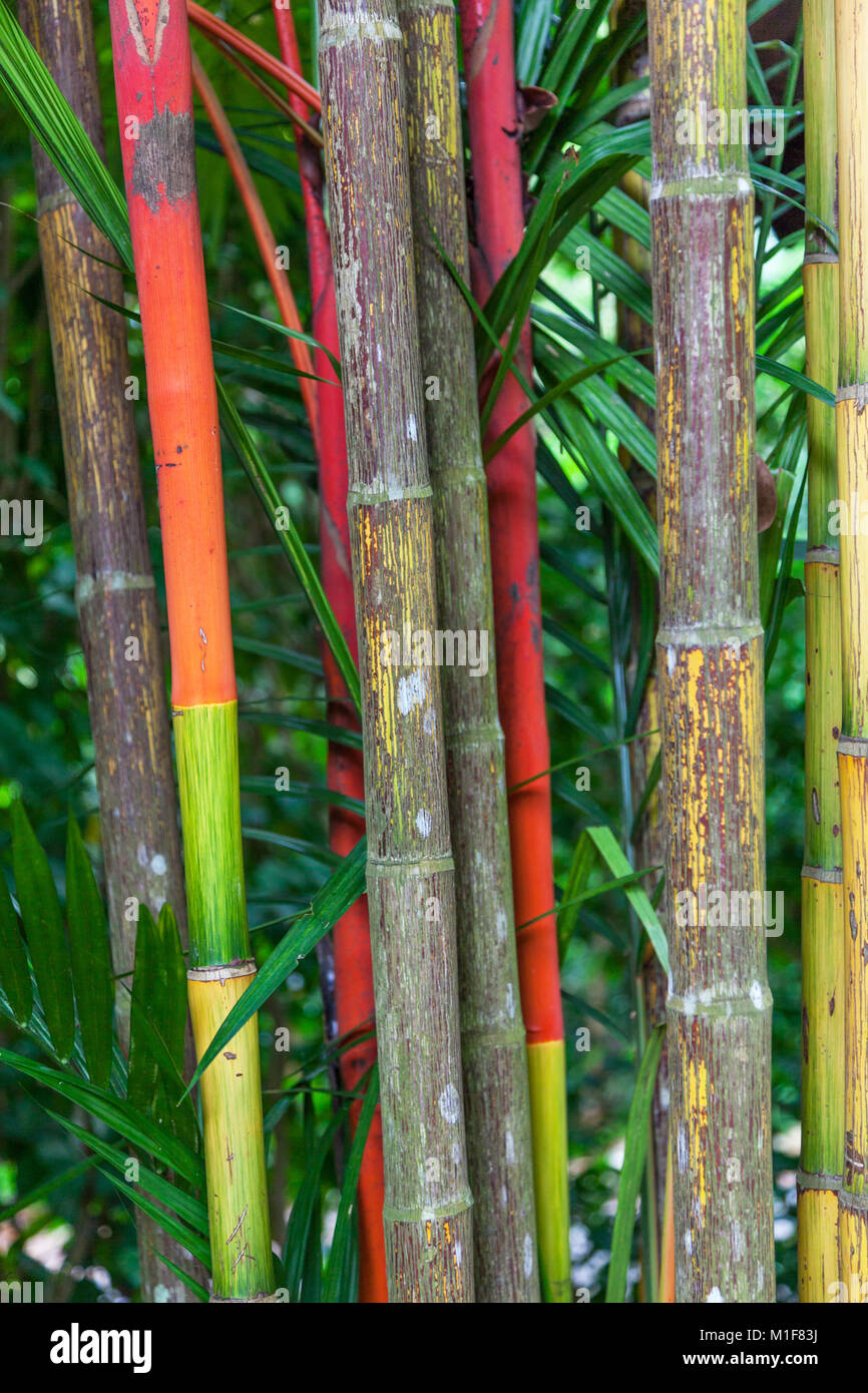 Bambù colorate gambi crescono in Singapore Botanic Gardens. Foto Stock