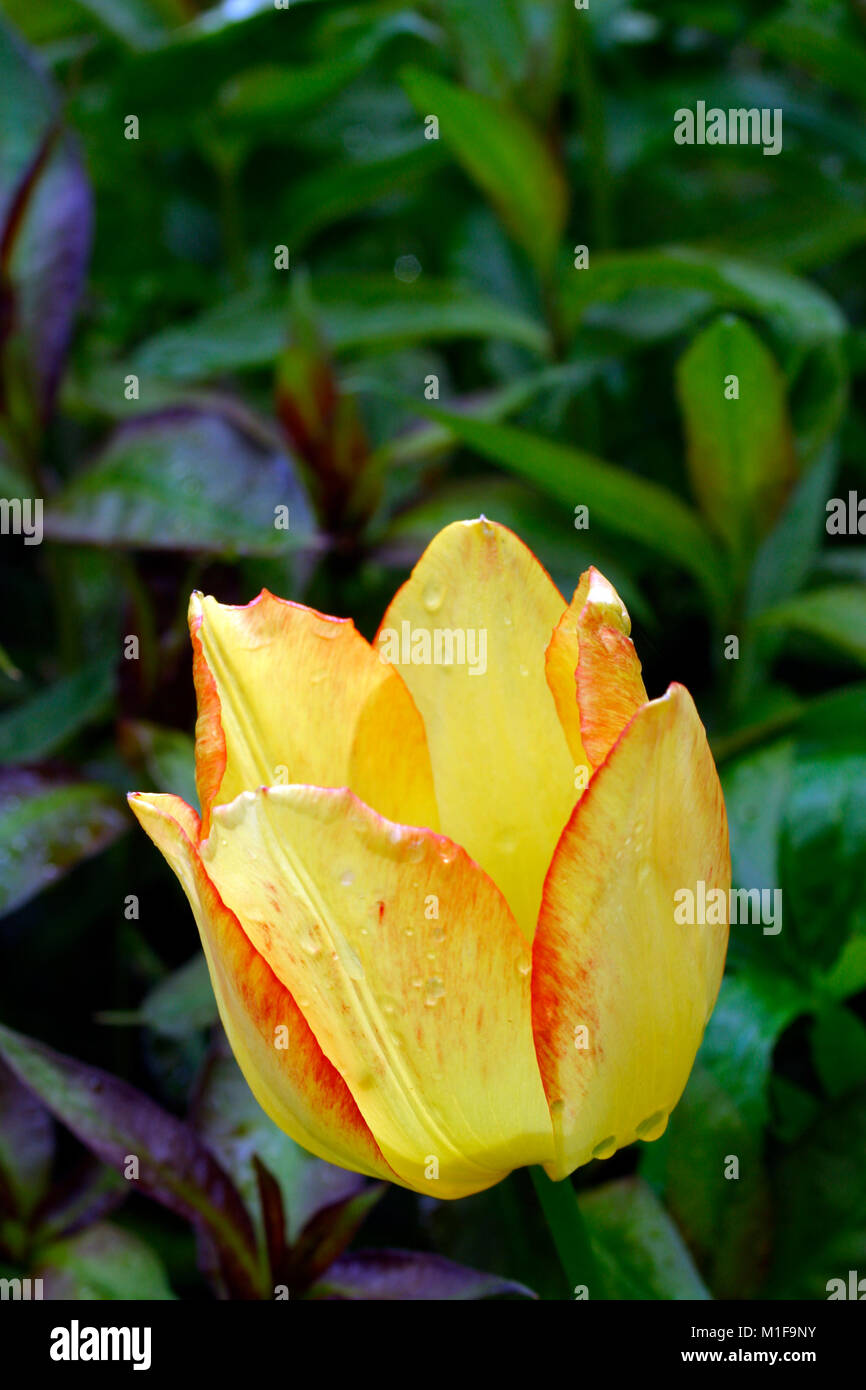 Un tulipano giallo con frange di colore rosso e delle gocce di pioggia Foto Stock