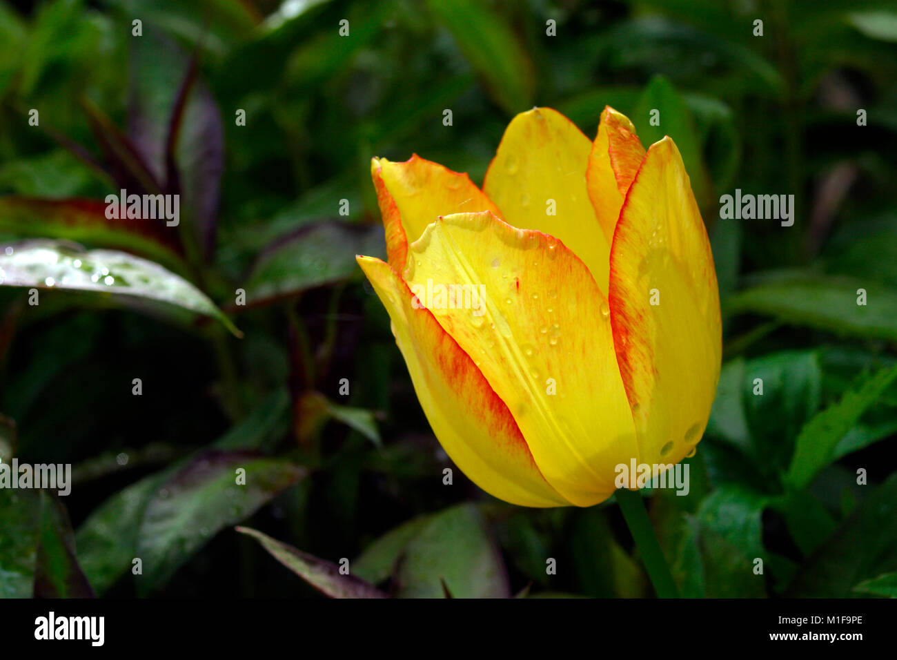 Un tulipano giallo con frange di colore rosso e delle gocce di pioggia Foto Stock