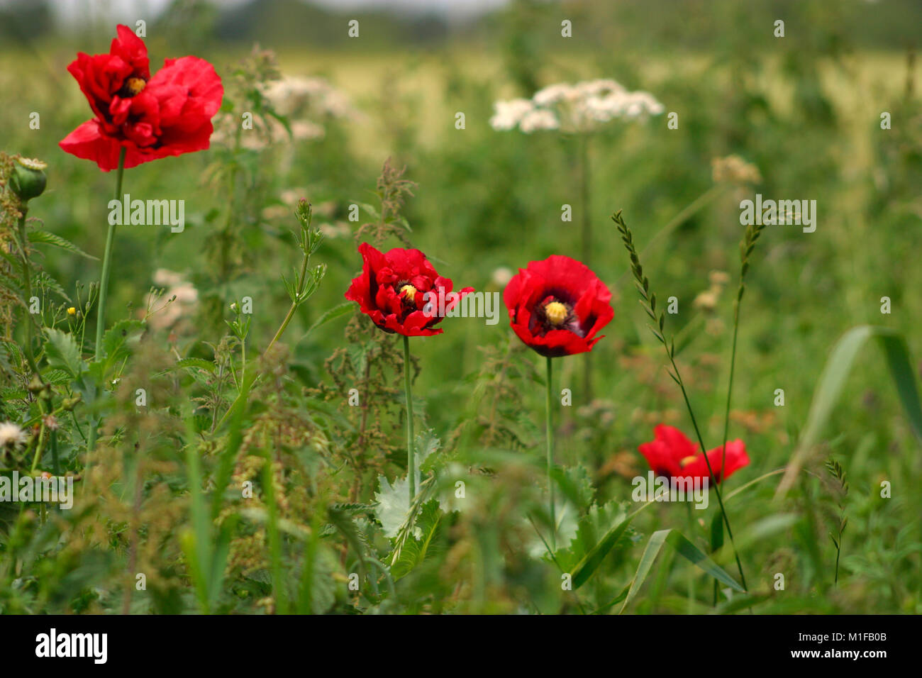 Vivace campo rosso papavero tra le erbacce della siepe Foto Stock