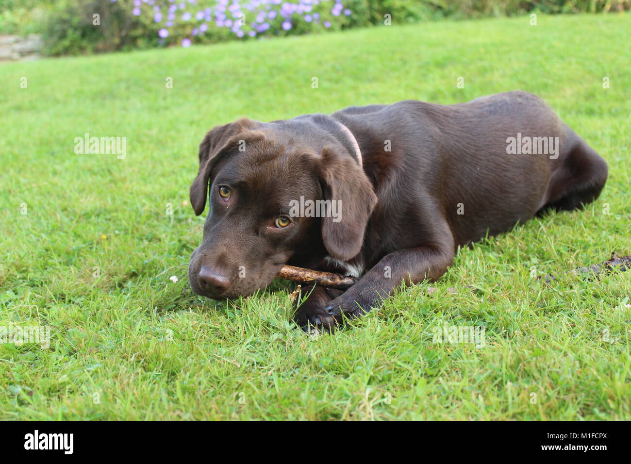 Il cioccolato Labrador masticare un bastone su un taglio del prato verde Foto Stock