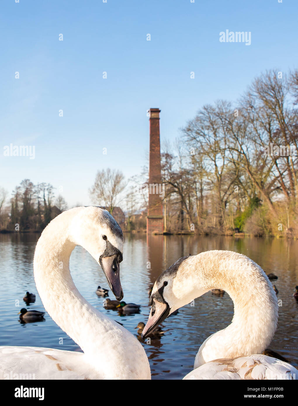 Kidderminster, Regno Unito. Il 30 gennaio, 2018. Meteo REGNO UNITO: oggi il glorioso sole è un invito aperto a tutti a buttare fuori quei gennaio blues e iniziare a godere i loro ambienti esterni. Per tutti quelli che soffrono con disturbo affettivo stagionale (SAD), si può sicuramente essere migliore cura di indossare il winter woollies e valorizzando quelle essenziali inverno raggi di sole. Credito: Lee Hudson/Alamy Live News Foto Stock