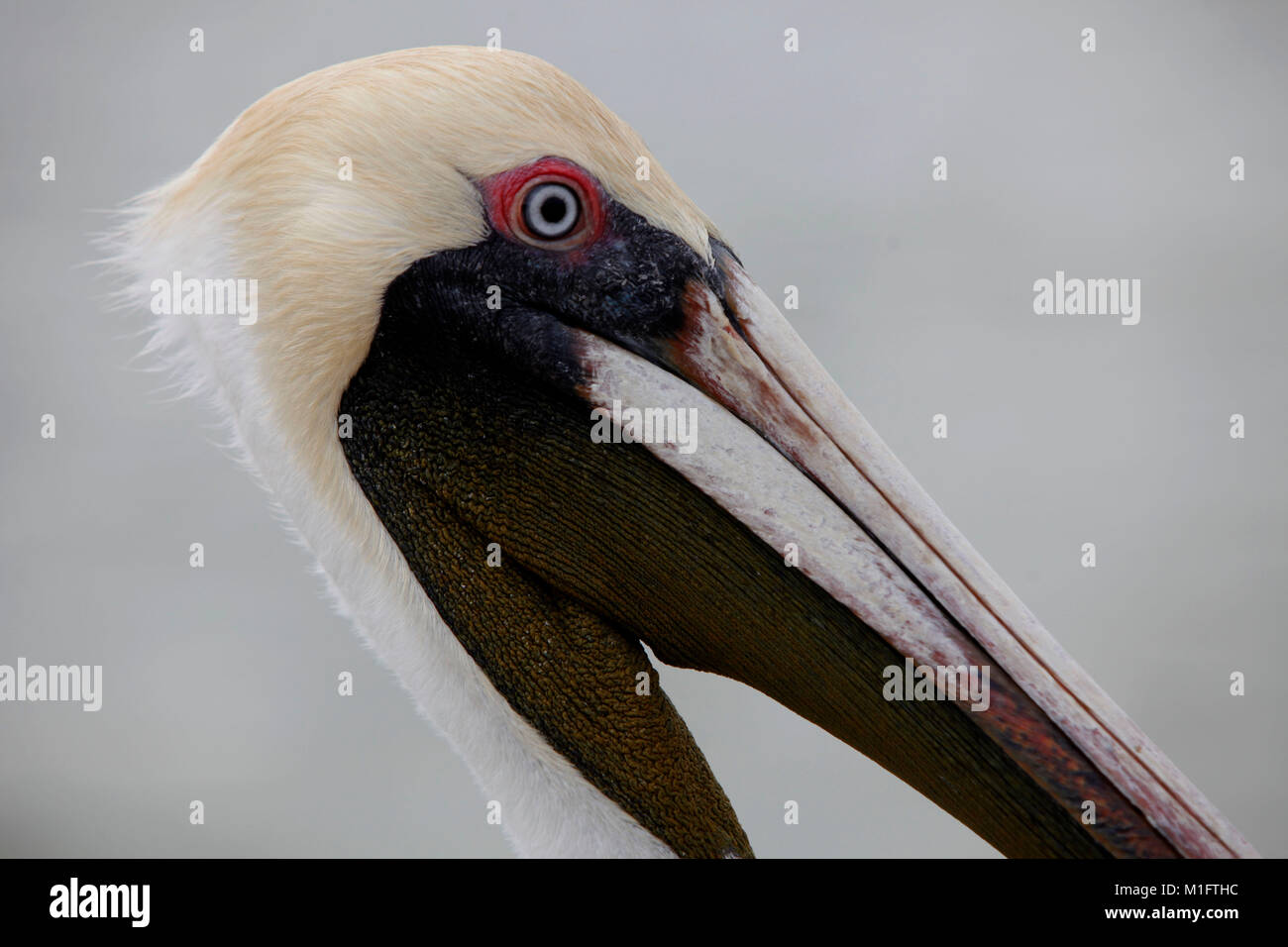 Puerto Piritu, Anzoategui Venezuela. Xix Dec, 2012. Dicembre 19, 2012. I pellicani che sono parte della fauna della laguna di Puerto Piritu, in Anzoategui Stato. Venezuela . Foto: Juan Carlos Hernandez Credito: Juan Carlos Hernandez/ZUMA filo/Alamy Live News Foto Stock