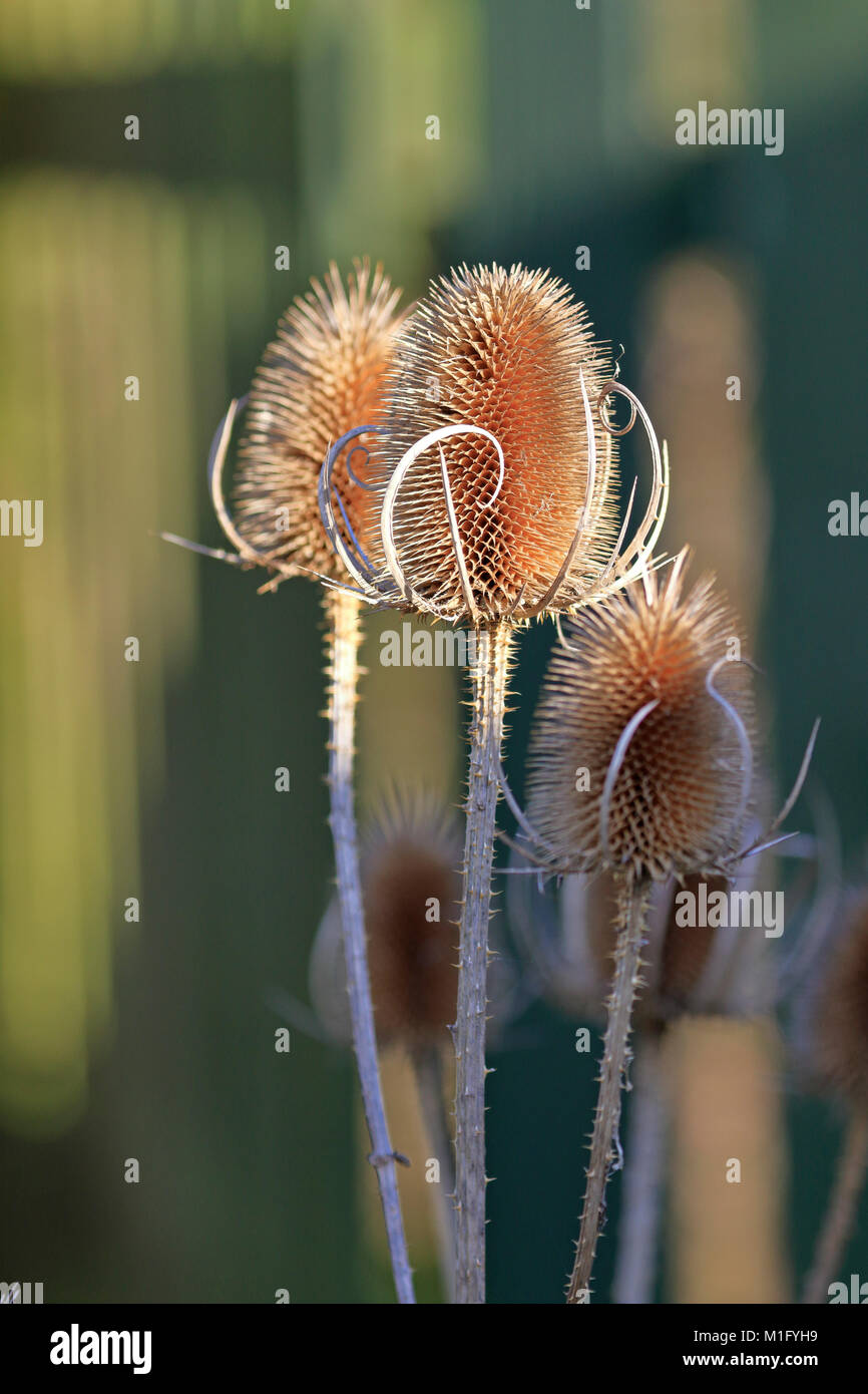 Teste Teasel Dipsacus fullonum, selvatici o teasel fuller's teasel, Inghilterra, Regno Unito. Foto Stock