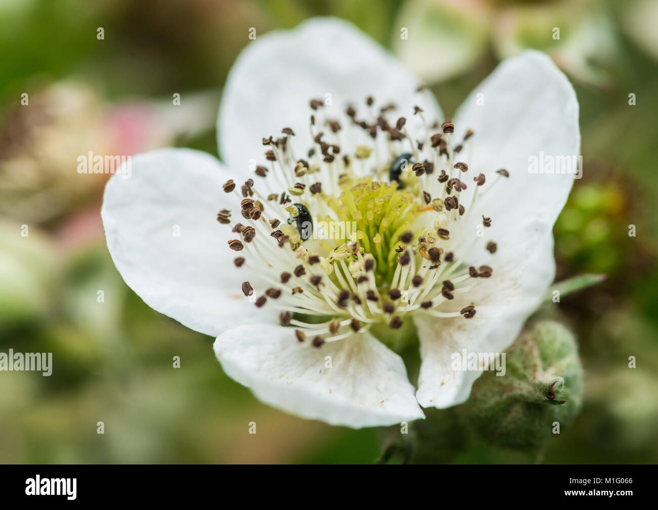 Una macro shot di alcuni bramble bush blossom abitato con coleotteri. Foto Stock