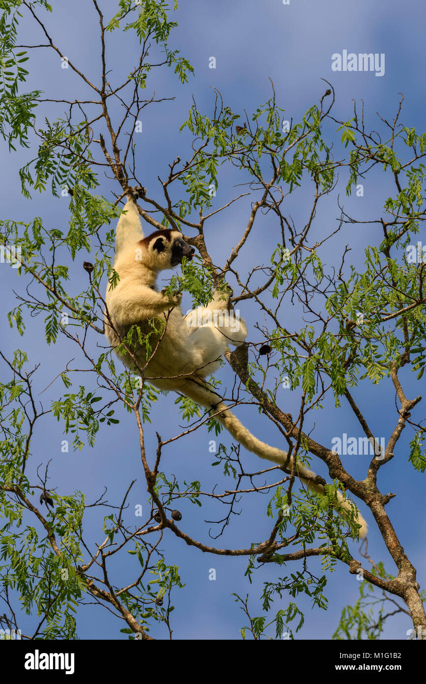 La Verreaux Sifaka - Propithecus verreauxi, foresta secca del Madagascar costa ovest. Carino primate. Madagascar endemite. Foto Stock