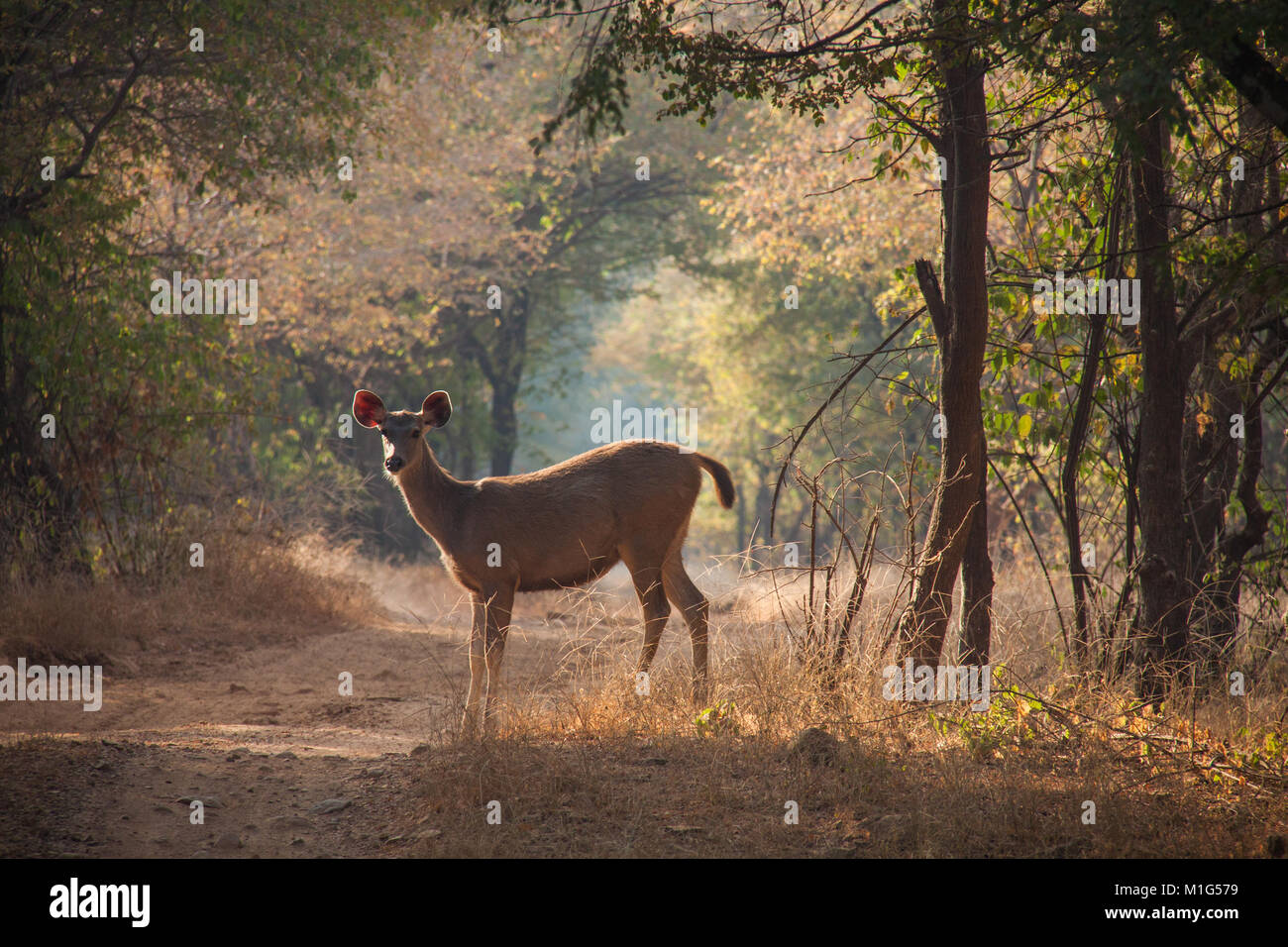 Sambar deer dentro Ranthambore Riserva della Tigre, Sawai Madhopur, Rajasthan, India Foto Stock