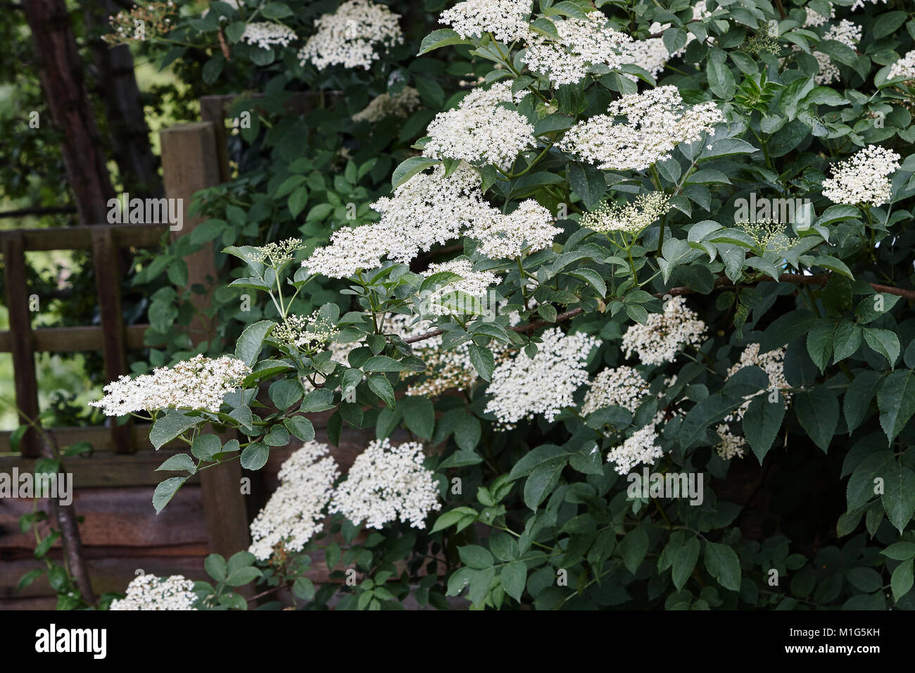 Un anziano selvatici,Sambucus nigra che mostra i suoi fiori whire Foto Stock