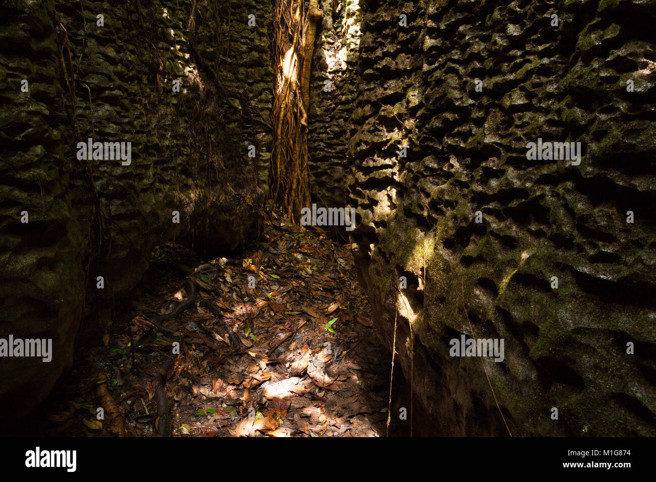 Albero radici sul muro di pietra naturale Foto Stock