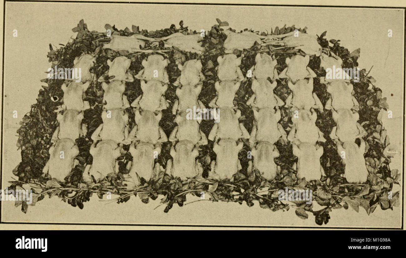 Seduta americano di cultura; un lavoro pratico sulla cultura della seduta che coprono ogni fase del sollevamento, alloggiamento e commercializzazione di cuscini (1921) (14594634587) Foto Stock