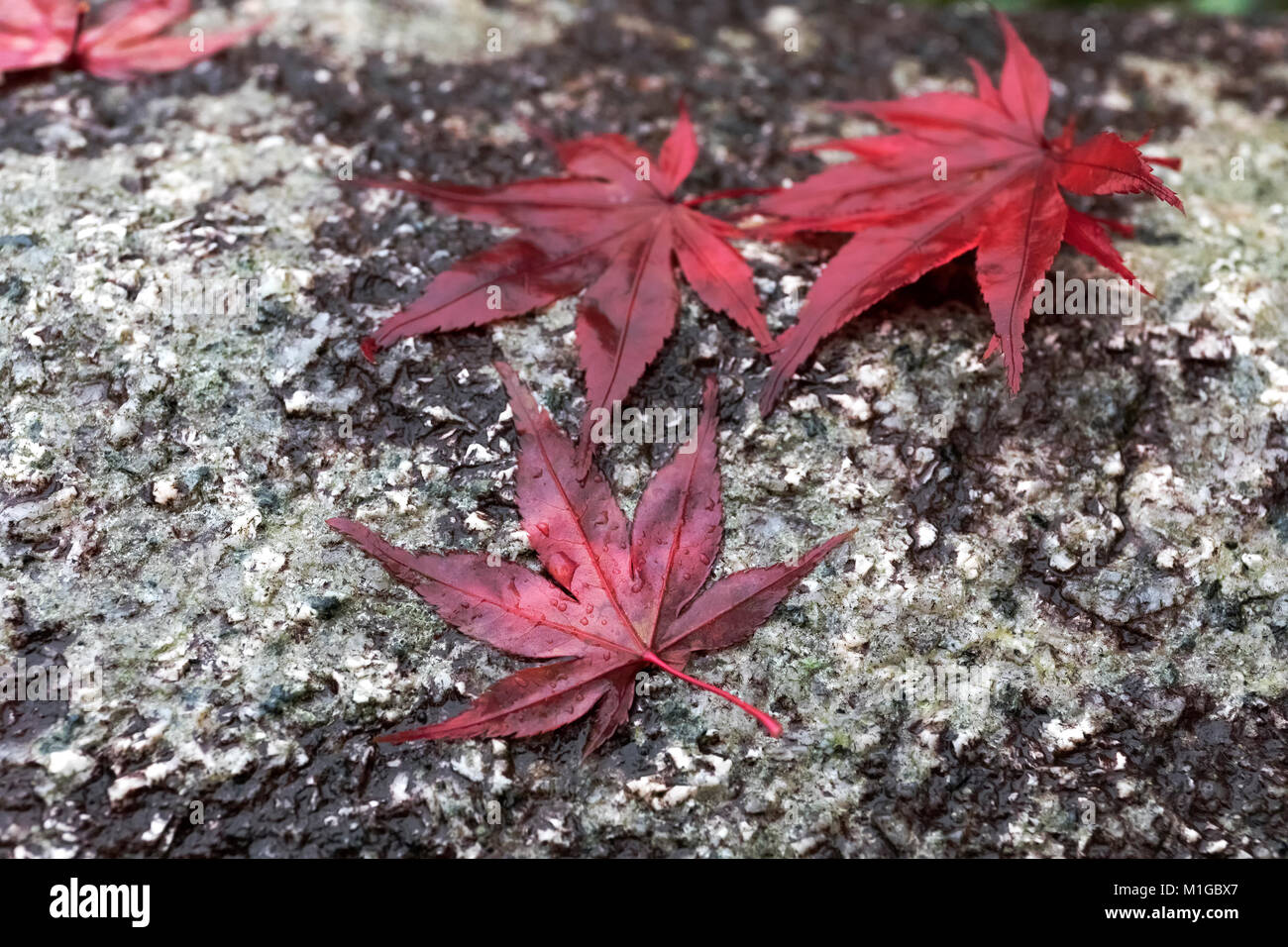 Rosso caduta foglie di acero giapponese giacente sulla roccia in autunno. Messa a fuoco selettiva. Foto Stock