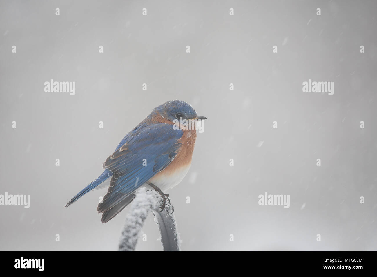 Eastern bluebird in inverno in Ohio Foto Stock